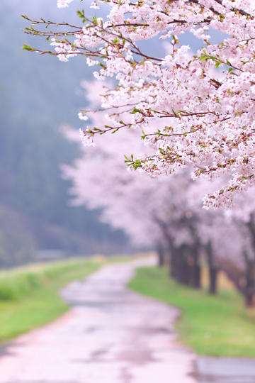 跳跳俏俏芽芽演唱会表白张杰